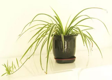 盆栽吊兰移植方法6