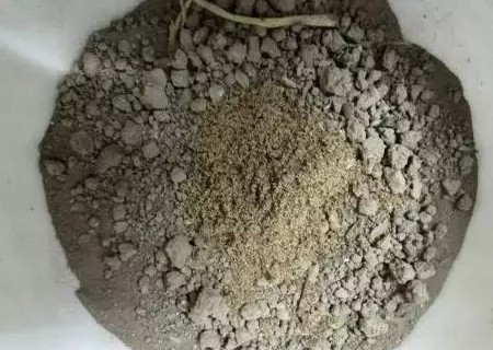 盆栽吊兰移植方法5