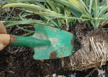 盆栽吊兰移植方法7