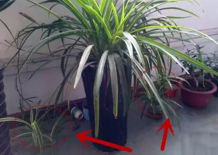 盆栽吊兰移植方法1
