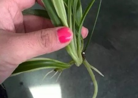 盆栽吊兰移植方法4