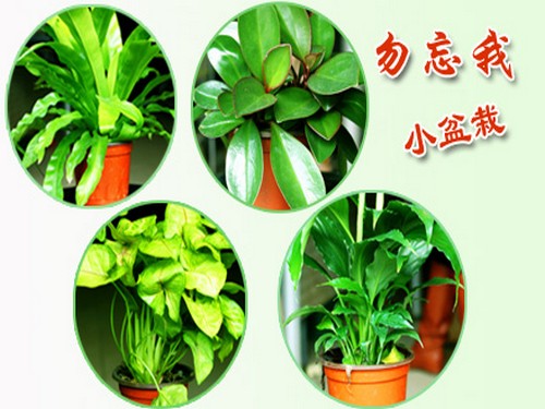 勿忘我栽培技术
