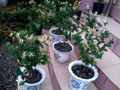 金银花怎么种植