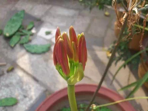 彼岸花怎么种植4