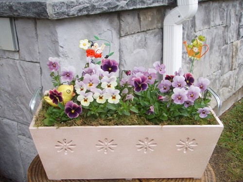 三色堇种植方法