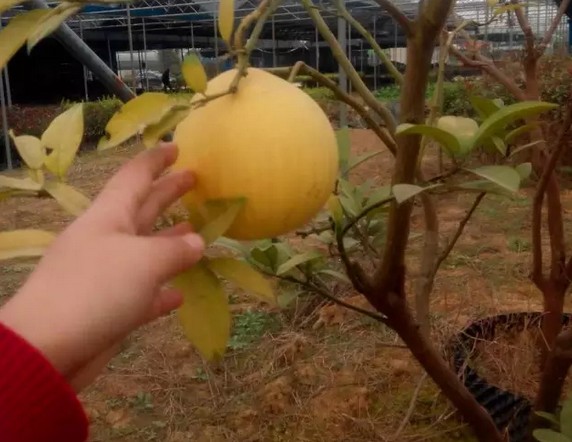 蜜柚