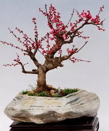 梅花盆景栽培方法