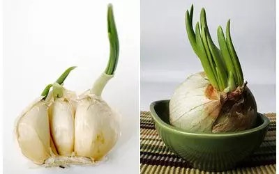 大蒜Garlic1