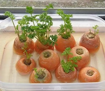 胡萝卜叶Carrot Greens2