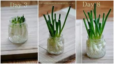 大葱Scallions