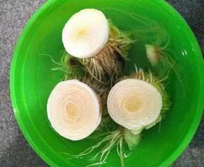 洋葱Onions