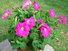 盆栽牵牛花种植技术