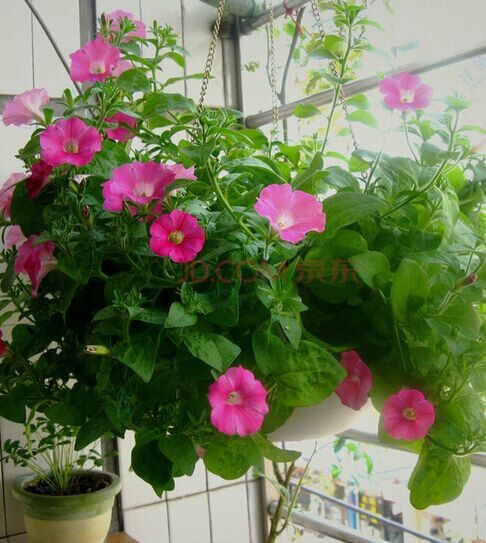 盆栽牵牛花种植技术5