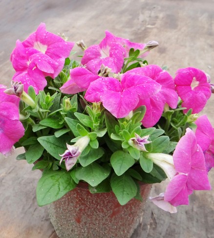盆栽牵牛花种植技术3