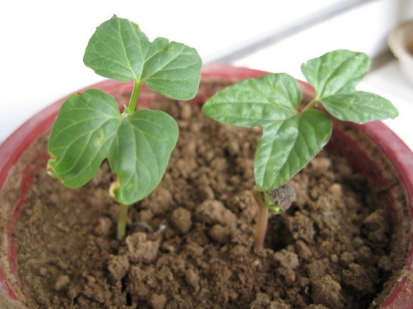 牵牛花盆栽育苗技术2
