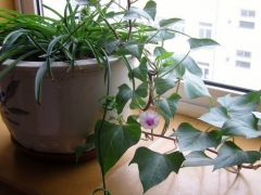 牵牛花盆栽育苗技术