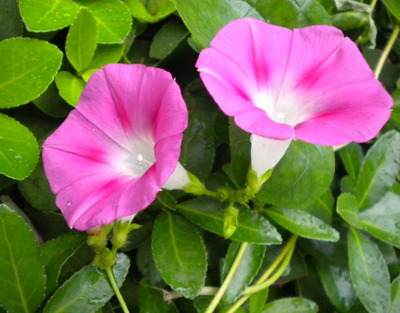 牵牛花盆栽育苗技术3