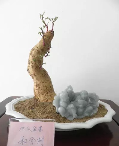 地瓜盆景如何栽培4