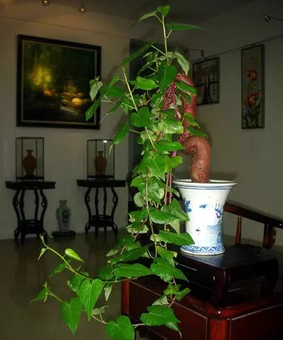 地瓜盆景如何栽培1