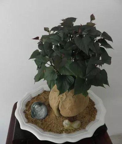 地瓜盆景如何栽培4