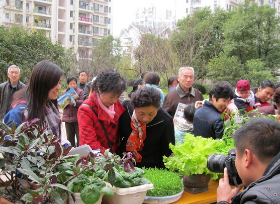 冬季果蔬盆栽种植方法1