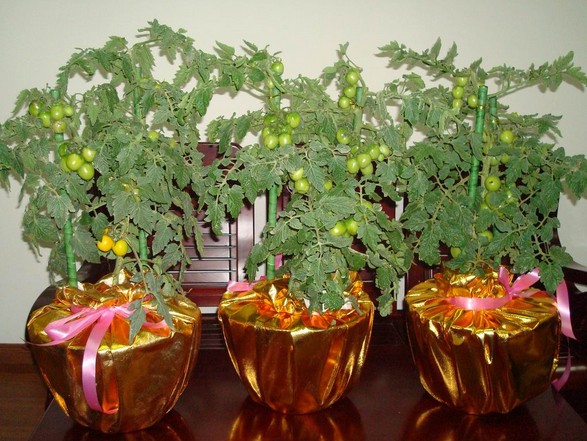 冬季果蔬盆栽种植方法3