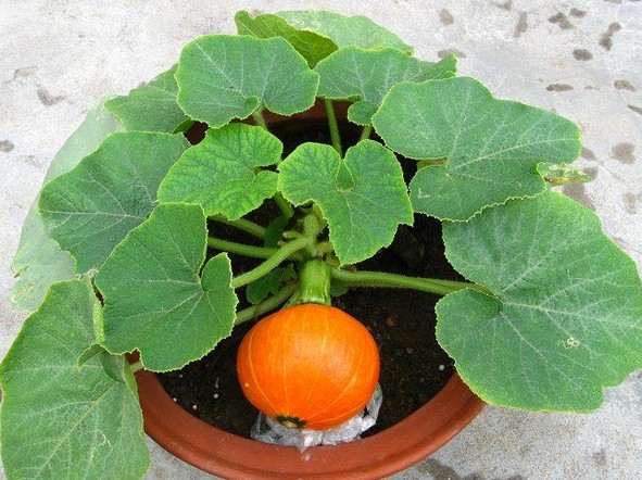 冬季果蔬盆栽种植方法6