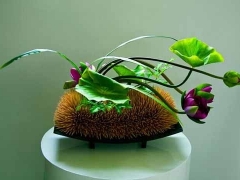 荷花盆栽种植方法