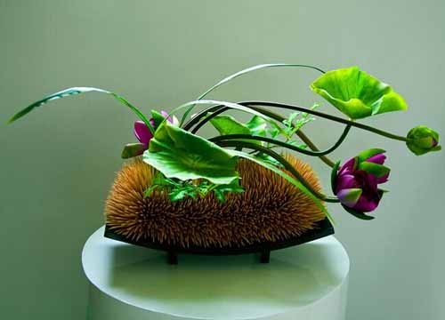 荷花盆栽种植方法1