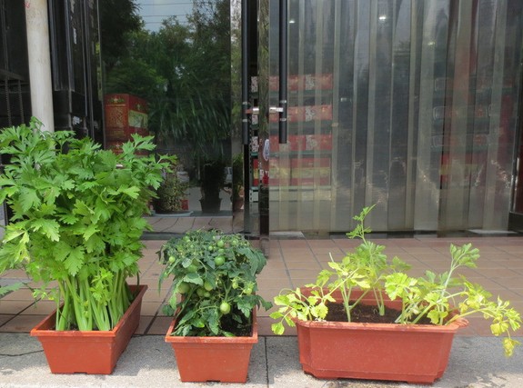 盆栽蔬菜种植技术4