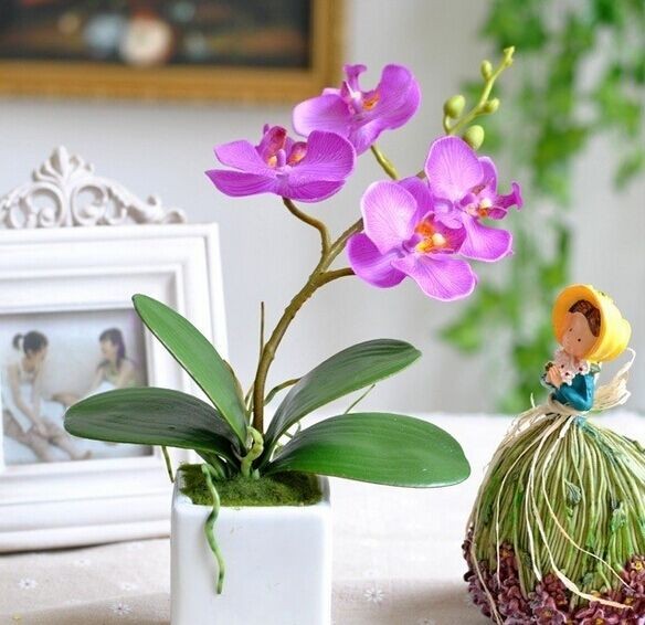 为什么盆栽花卉不开花、落蕾5