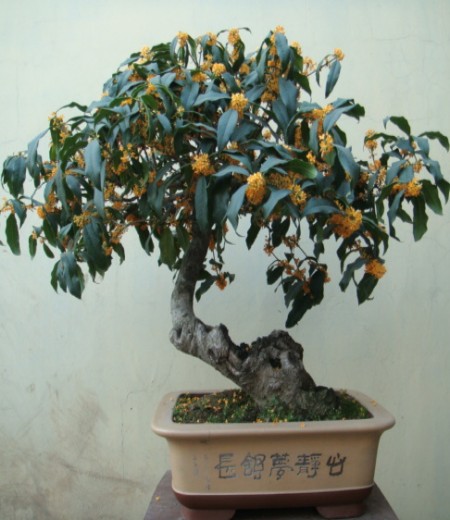 桂花的变种及盆栽1