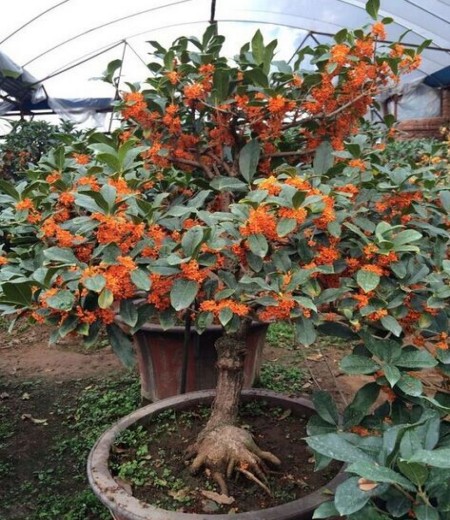 桂花的变种及盆栽3