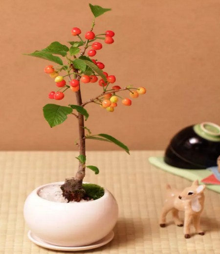 樱桃盆景种植方法