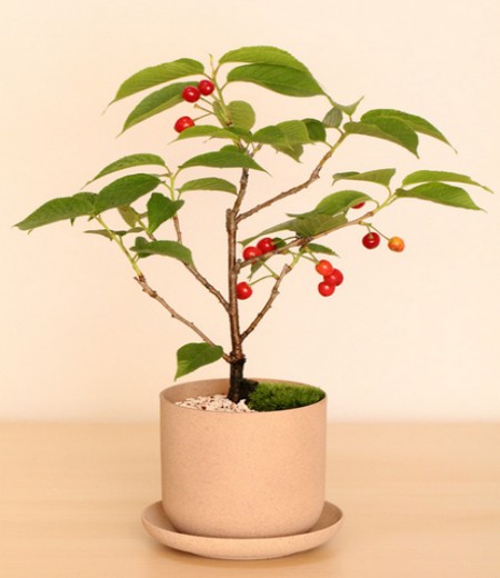 樱桃盆景种植方法3