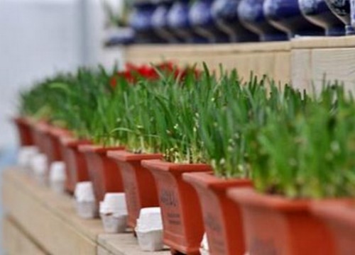 既能食用又能欣赏的盆景韭菜2