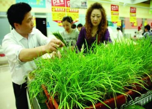 既能食用又能欣赏的盆景韭菜1