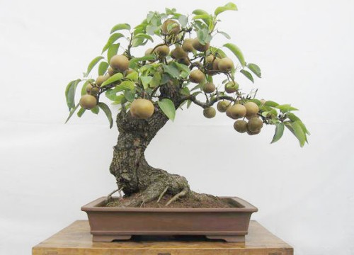 梨树盆景的制作与管理4