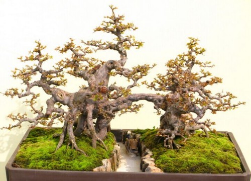棠梨——制作盆景的主要落叶果树之一1