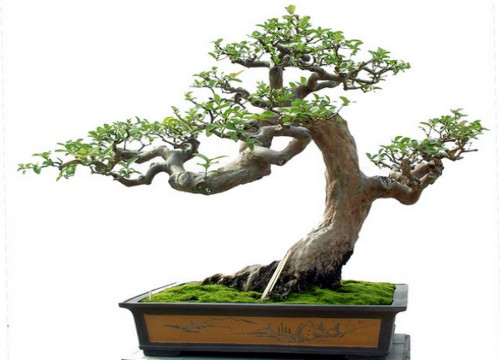 棠梨——制作盆景的主要落叶果树之一2