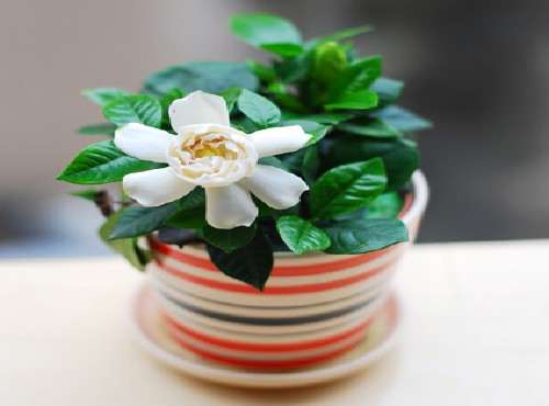栀子花栽培技术1