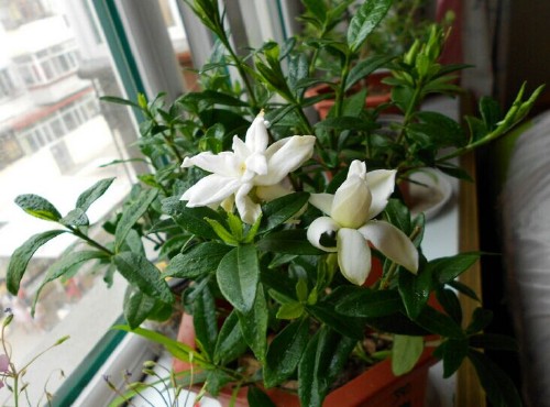 栀子花怎么养？1