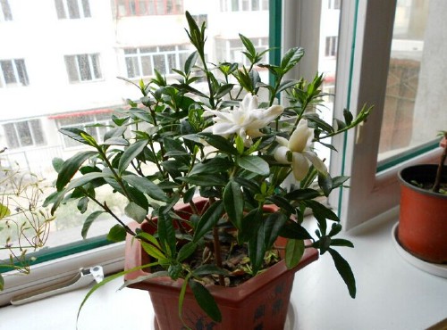 栀子花怎么养？2