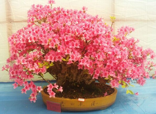 杜鹃花盆景栽培技术要点及注意事项1