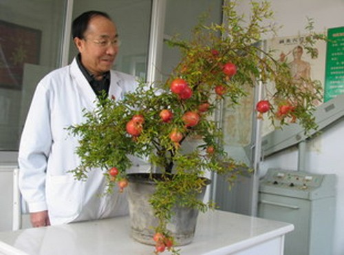 石榴盆景怎样栽培1