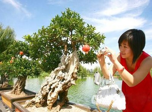 石榴盆景怎样栽培2
