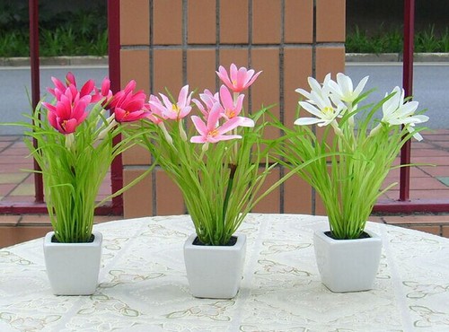 盆栽玉兰花养殖方法