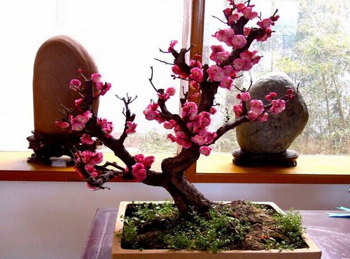 如何增加梅花盆景的古朴沧桑美感