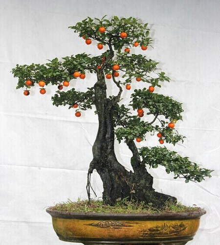 怎样让金弹子开花结果