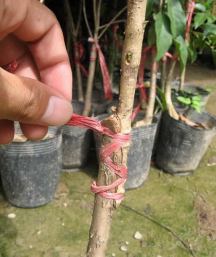 盆栽桂花嫁接技术